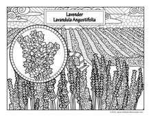 Load image into Gallery viewer, Lavender Coloring Book